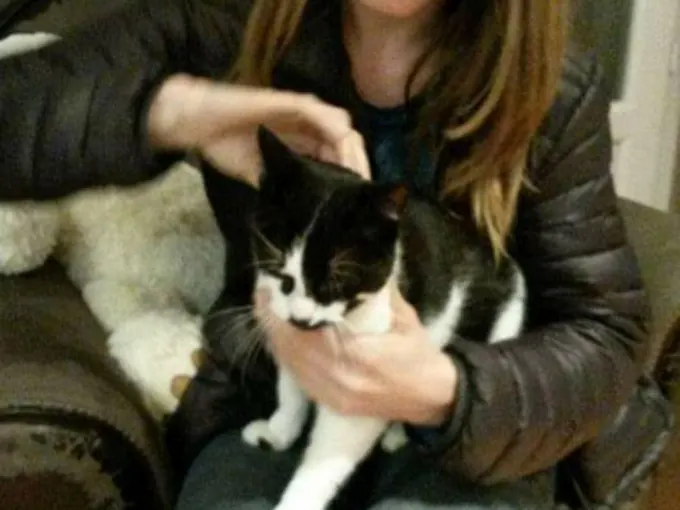 Chat tenu dans les bras pendant une séance