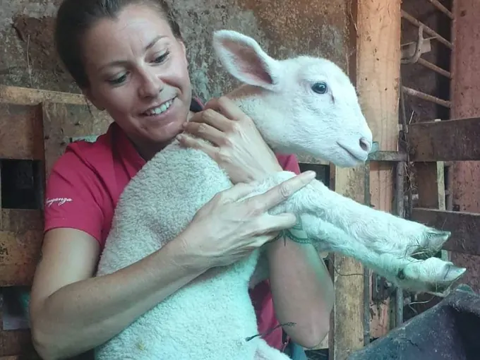 Agneau tenu dans les bras dans une bergerie