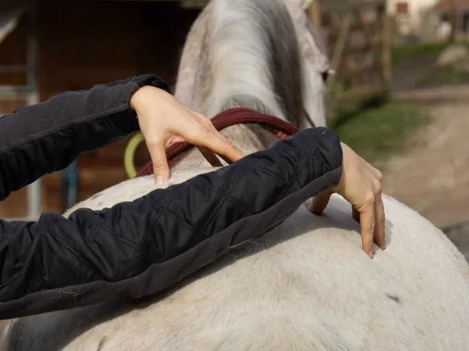 Mains posées sur le dos d'un cheval blanc