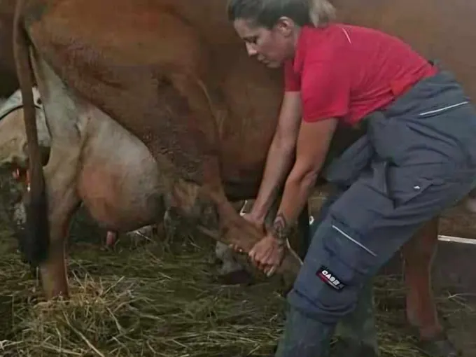 Séance sur une vache dans une étable