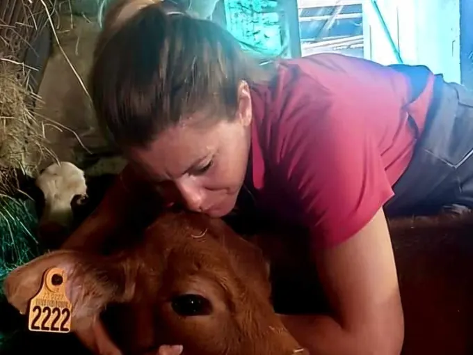 Lydie Autrand joue contre la tête d'un veau