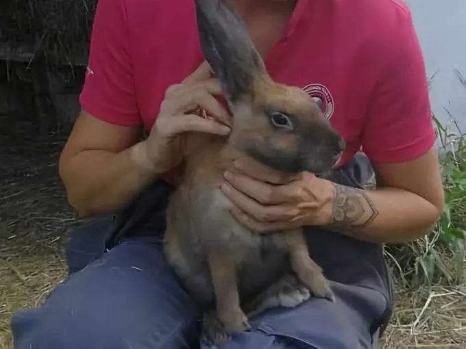 Lapin tenu dans les bras pendant une séance