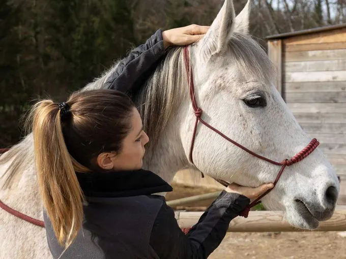 Séance sur la tête d'un cheval blanc