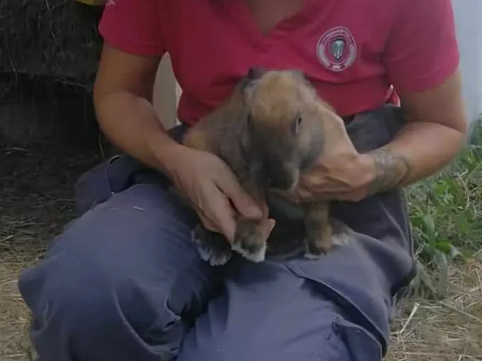 Chiot tenu dans les bras pendant une séance