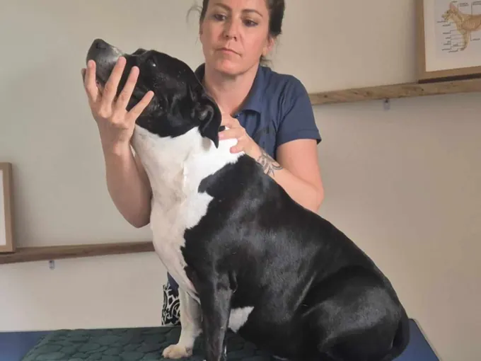 Séance sur un chien noir et blanc