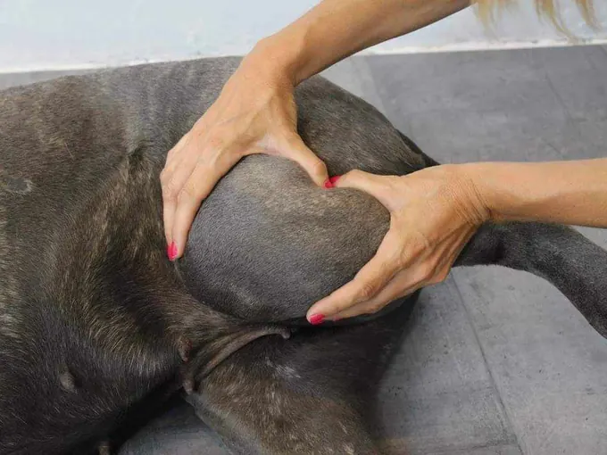 Mains posées sur le membre d'un animal