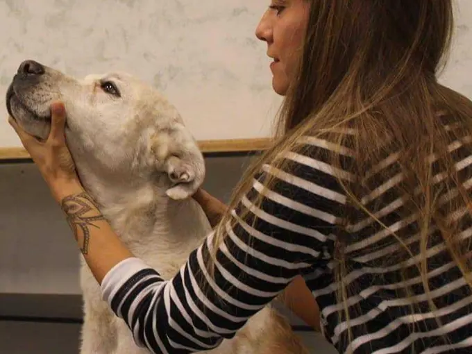 Chien levant la tête vers Lydie Autrand