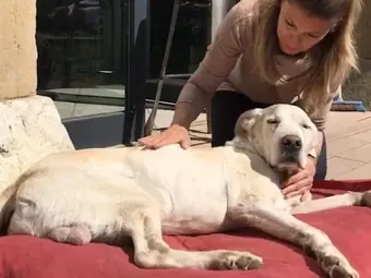Séance sur un chien blanc allongé sur un coussin