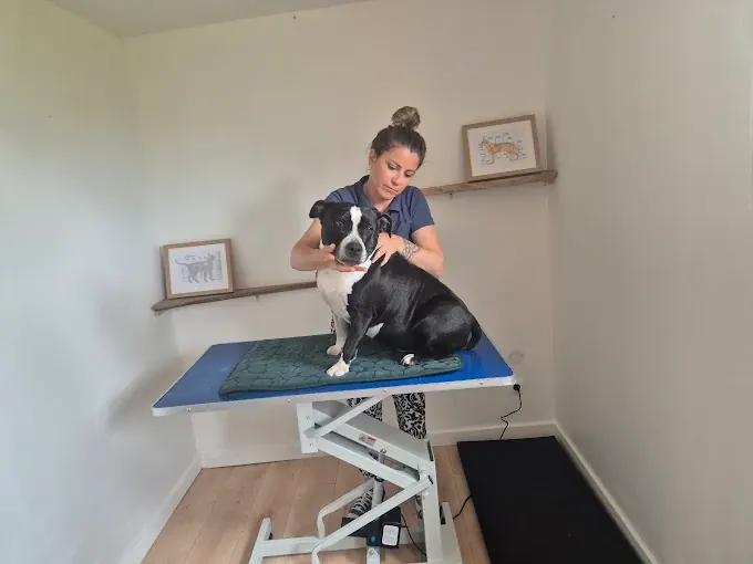 Chien installé sur une table de soin