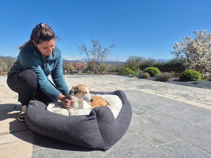 Petit chien dans son panier, en extérieur