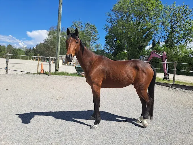 Cheval bai debout dans une cour