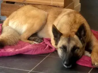 Deux chiens allongés côte à côte