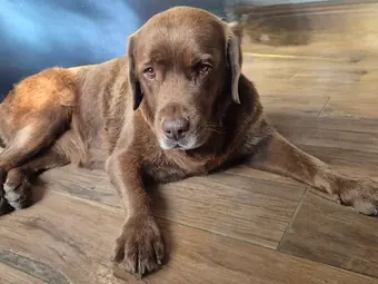 Labrador allongé sur un parquet