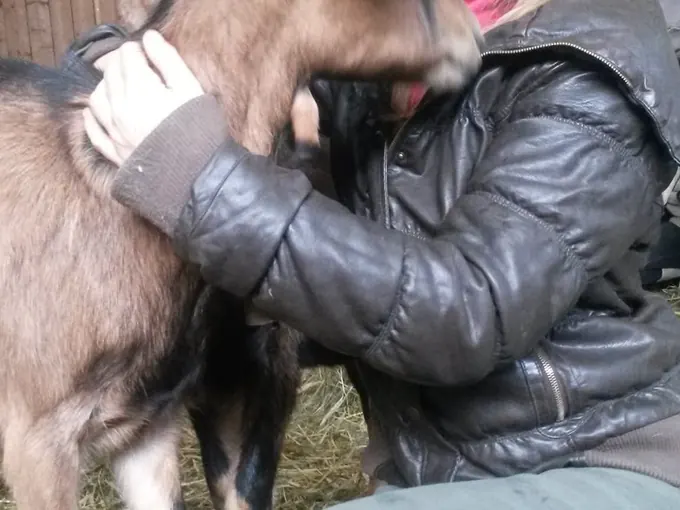 Séance rapprochée sur une chèvre