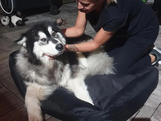 Séance sur un husky allongé
