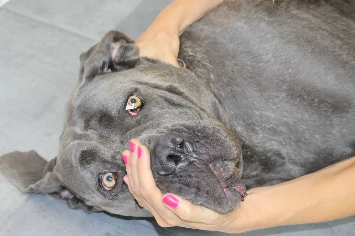 Séance d'ostéopathie sur la tête d'un chien