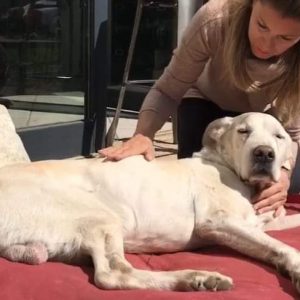 Séance d'OSTEOPATHIE CANINE