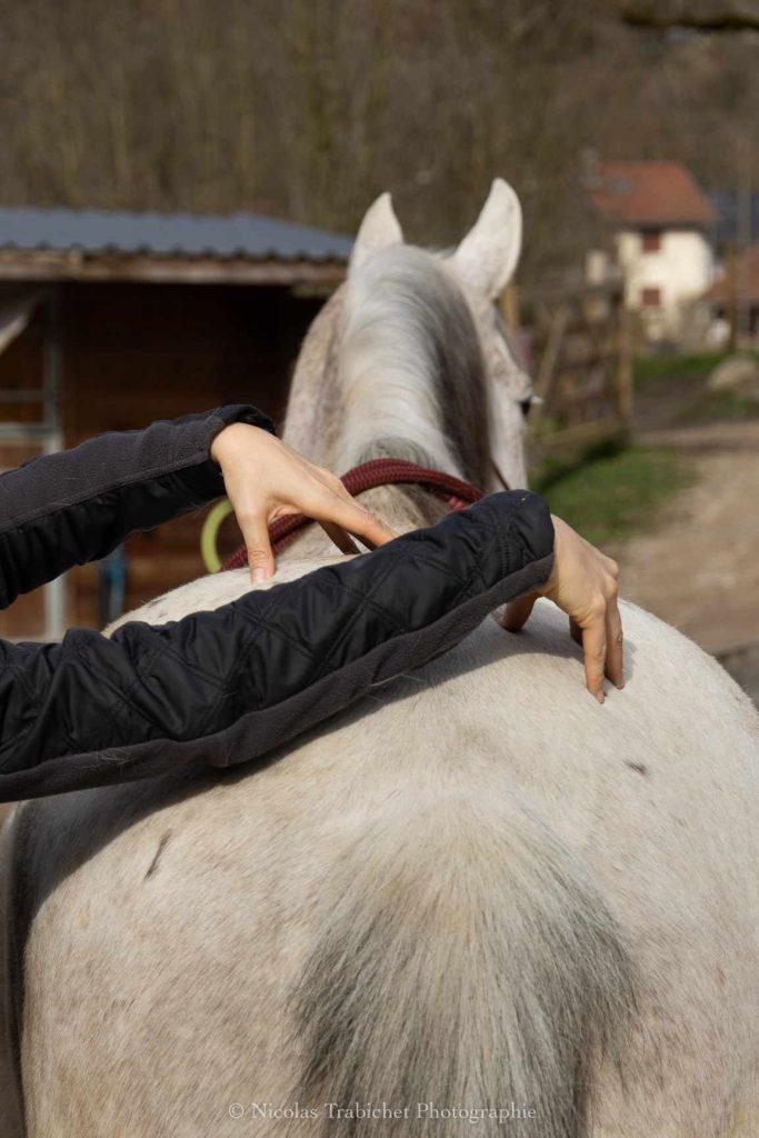Mains posées à plat sur le dos d'un cheval blanc