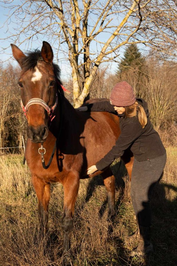 Séance d'OSTEOPATHIE EQUINE – Image 3