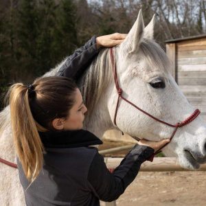 Ostéopathie équine