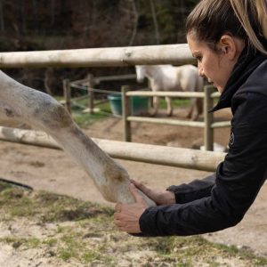 Séance d'OSTEOPATHIE EQUINE