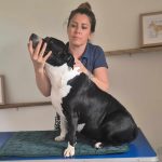 Pourquoi l’ostéopathie animale est bénéfique pour votre compagnon ?