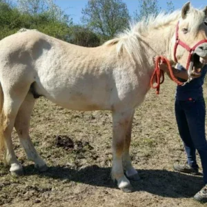 Ostéopathie équine