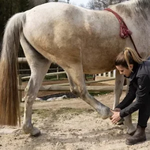 Ostéopathie équine