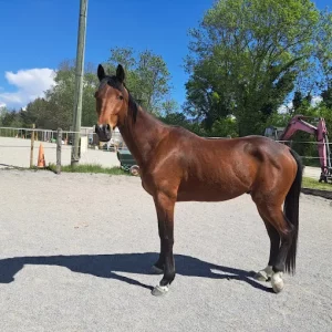 Ostéopathie équine