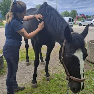 Ostéopathie équine
