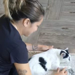 Ostéopathie féline