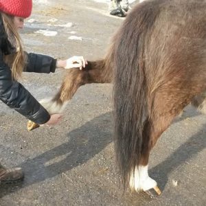 Ostéopathie équine
