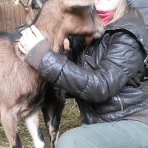 Ostéopathie caprine