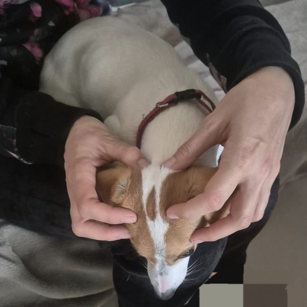 Pourquoi l’ostéopathie animale est bénéfique pour votre compagnon ?